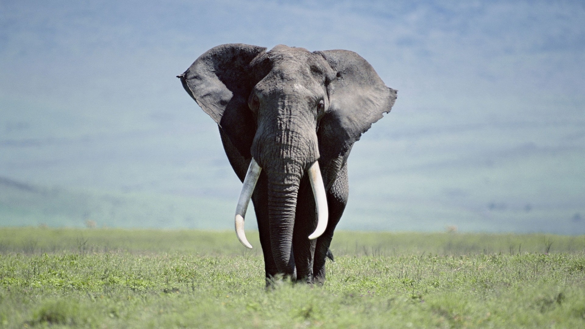 Awesome Elephant Pictures | Elephant Wallpapers