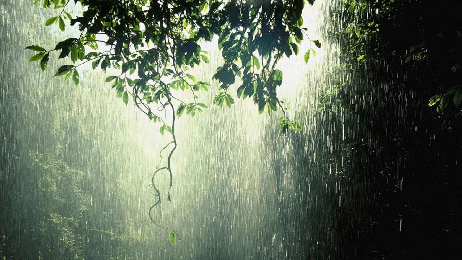 Top Beautiful Rain Photos, 1920x1080 px