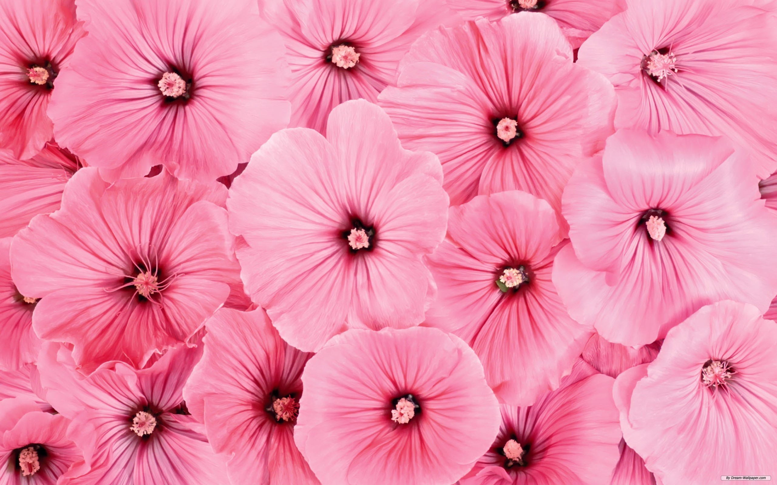 Pink Flowers Backgrounds (PC, Mobile, Gadgets) Compatible | 2560x1600 px
