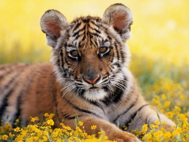 Roselle Colmenero: Top HD Baby Tiger Wallpapers, HDQ