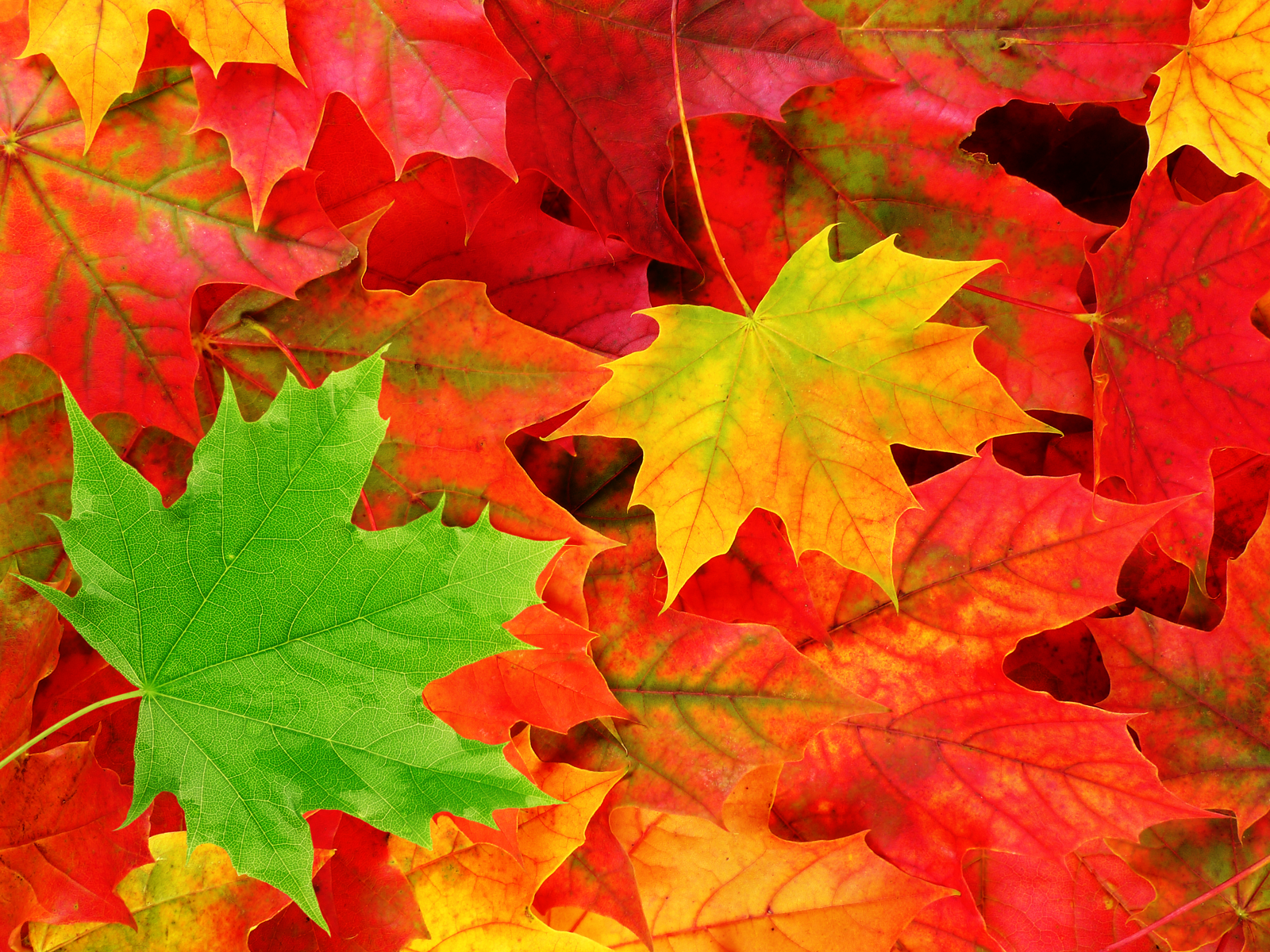 HD Autumn Leaves Wallpaper For Background, Alleen Lindamood 67