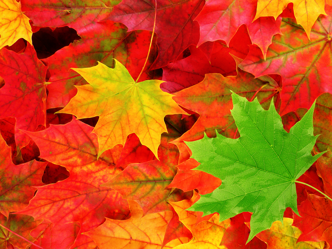 Autumn Leaves HD Widescreen Wallpaper Download, Joseph Elsworth